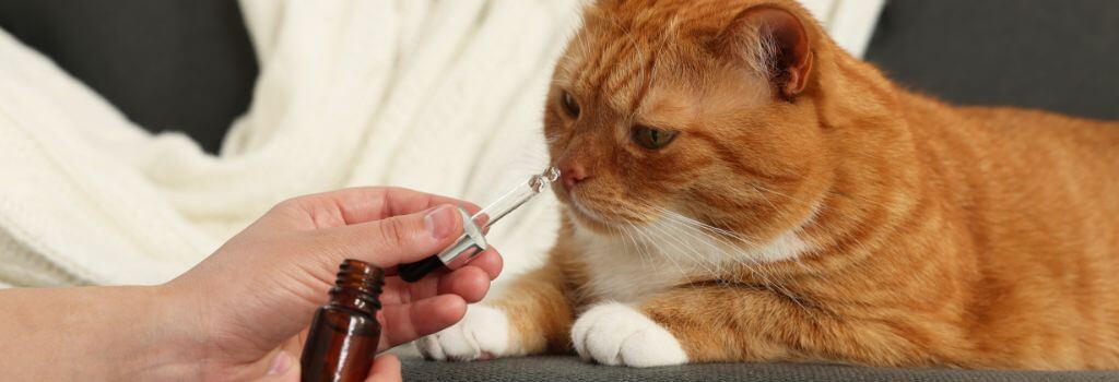 Cat trying CBD oil from veterinarian.