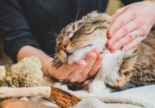 Maine coon cat getting massage from therapist.