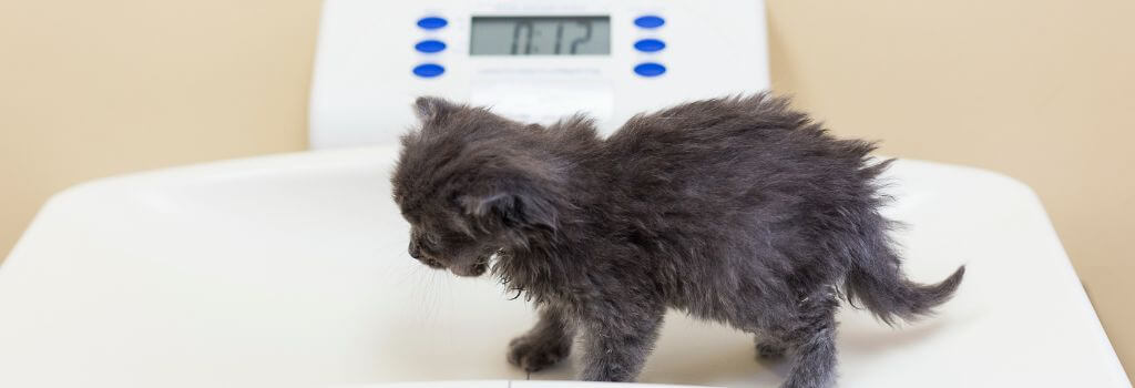 Black long hair kitten getting first weight at veterinary hospital