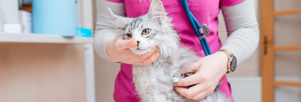 Maine coon kitten at 12 week exam