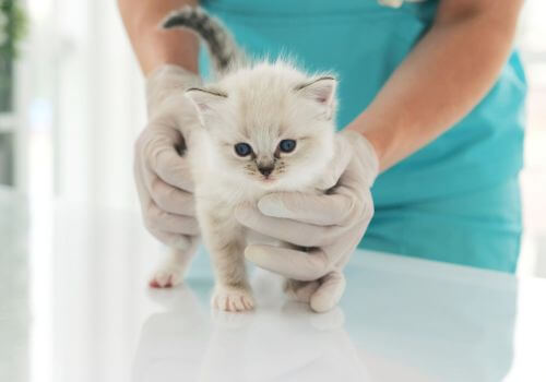 Gray tabby kitten at first wellness exam.