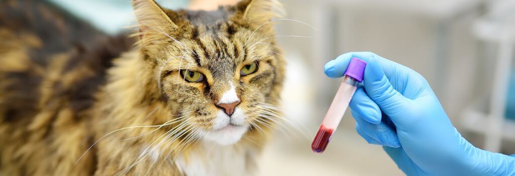 Maine coon with purple top vial for CBC at veterinarian.