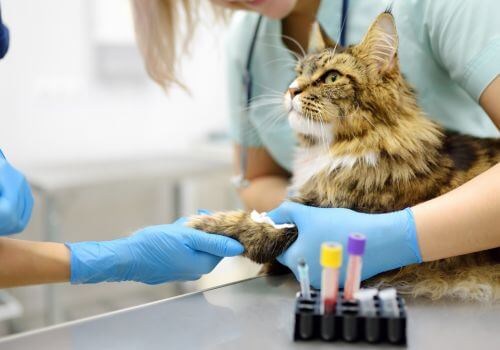 Maine coon cat getting blood drawn from veterinary technician.