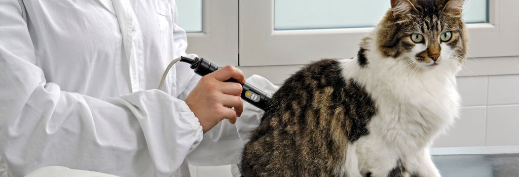 Cat getting laser therapy by veterinarian