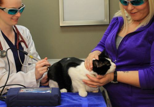 Black and white cat getting laser therapy for arthritis.