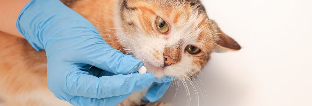 Pet owner trying to lick tablet medication.