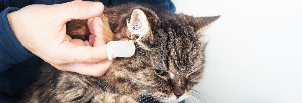 Owner trying to put transdermal medication on cat's ear.