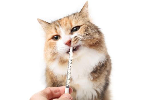 Cat licking oral medications from syringe.