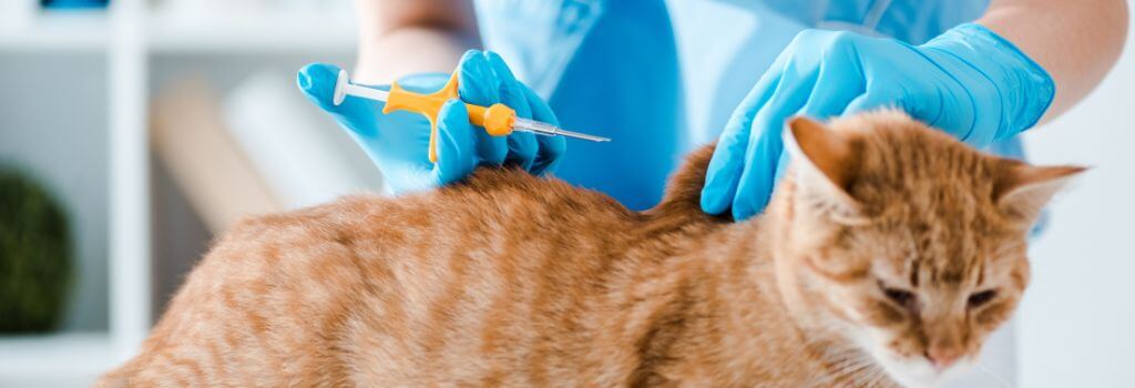 Orange cat getting microchipped at veterinary exam.