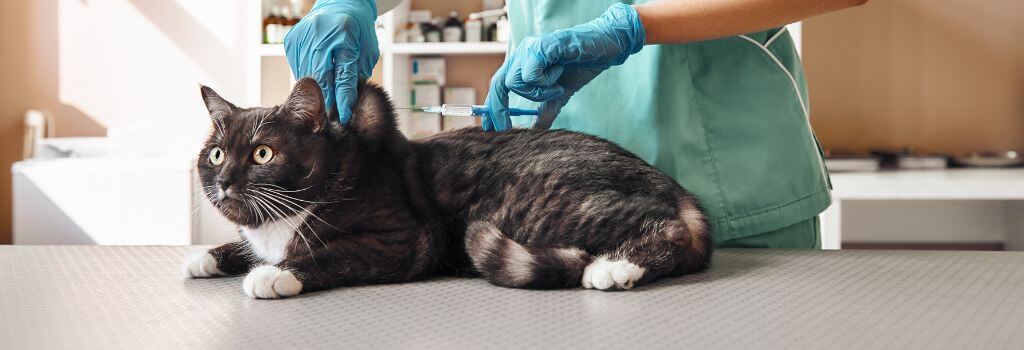 Black cat getting microchipped at veterinary exam.