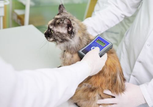 Lost Tabby cat getting scanned for microchip.