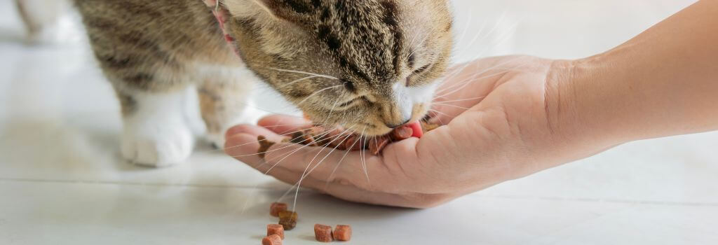 Cat eating food out of owners hand