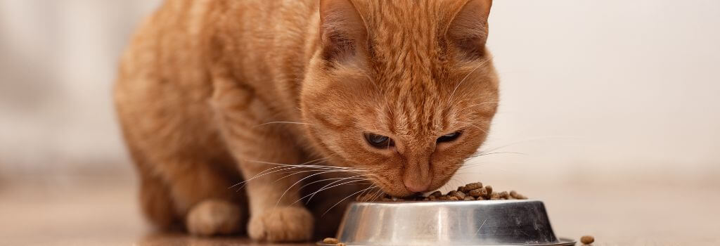 Cat eating food out of owners hand