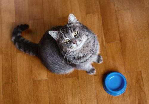 Hungry Cat looking at camera with empty bowl.