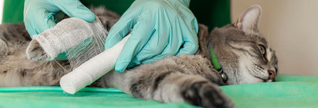 Gray cat getting leg wrapped after emergency visit.