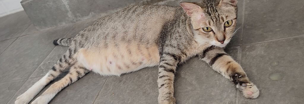Pregnant gray tabby cat with large belly.