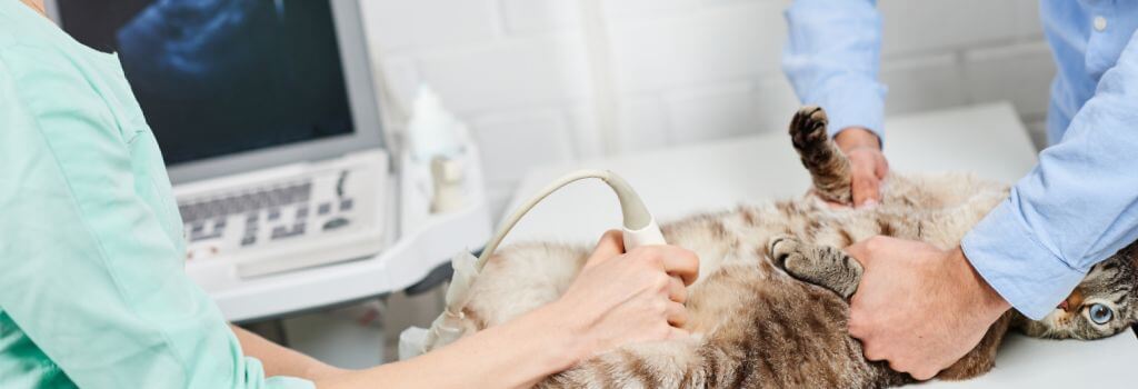 Tabby cat getting ultrasound for pregnancy.