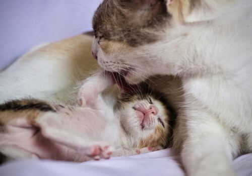 Orange tabby cat with newborn kitten.
