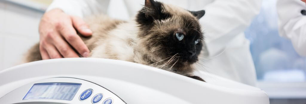 Black and white cat getting weighed at yearly exam with doctor.