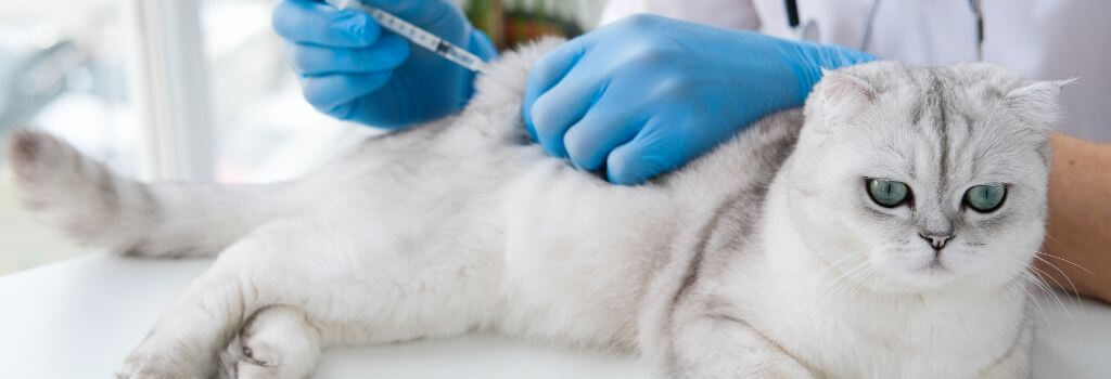 Persian cat getting vaccine preventive care.