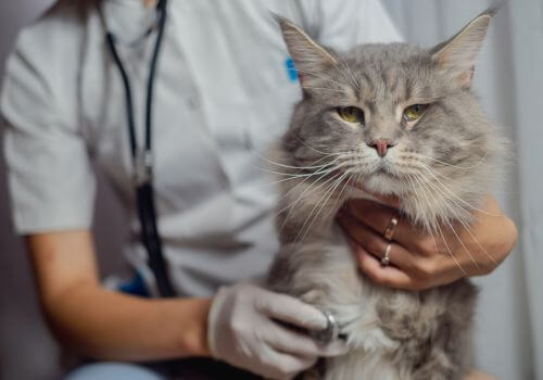 Maine coon at doctor getting wellness exam yearly.