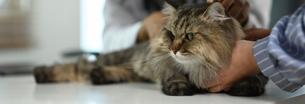 Senior maine coon cat at veterinary hospital for senior panel blood work.