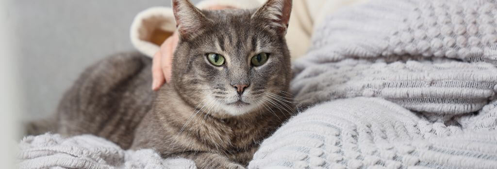 Senior gray cat being pet by owner.