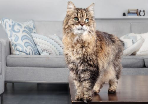 Senior Maine Coon cat walking on table.