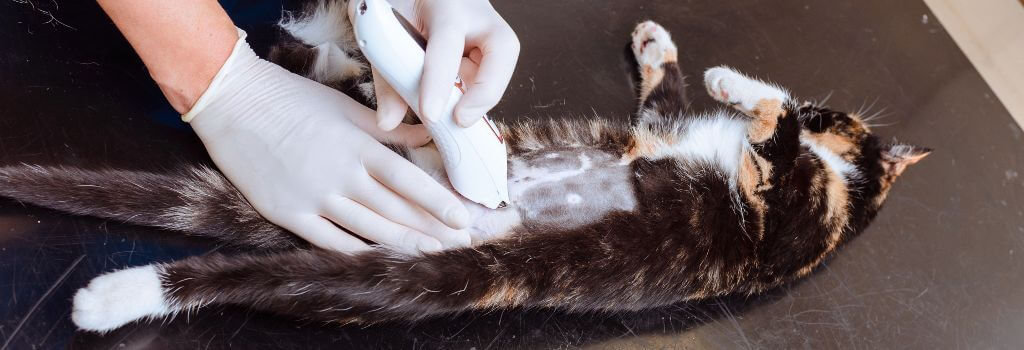 Torti female cat being shaved for spay.