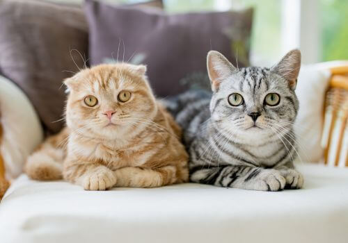 Male and female kitten looking at camera.