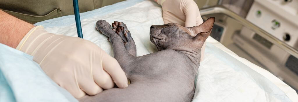 Devon Rex being monitored during surgery with stethescope.