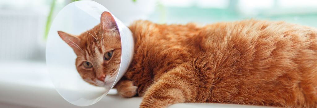 Orange cat with e-collar after surgery.