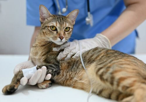 Tabby cat with IV catheter before surgery.