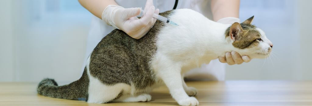 Black and white cat getting vaccination at animal hospital.