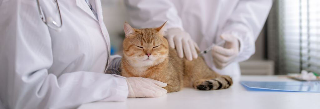 American shorthair cat getting vaccination at animal hospital.