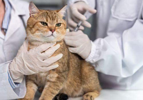 American shorthair cat getting vaccination at animal hospital