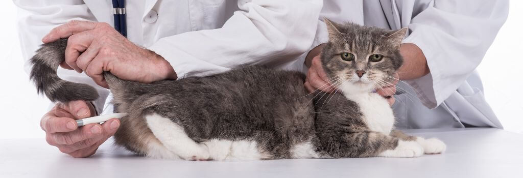 Cat getting temperature taken at wellness exam.