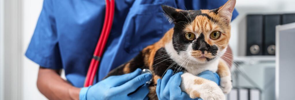 Calico cat getting heart rate taken at wellness exam.