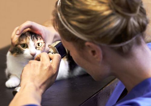 Calico cat getting eye exam by veterinarian.