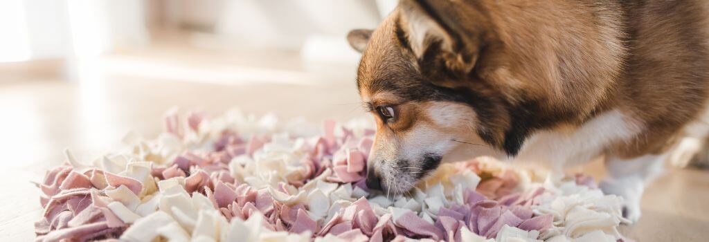 Corgi playing with snuffle mat