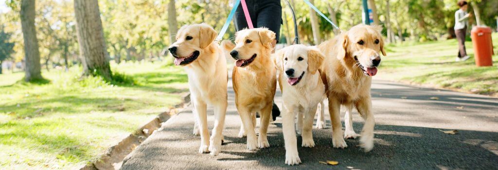 Dog walker walking golden pack.