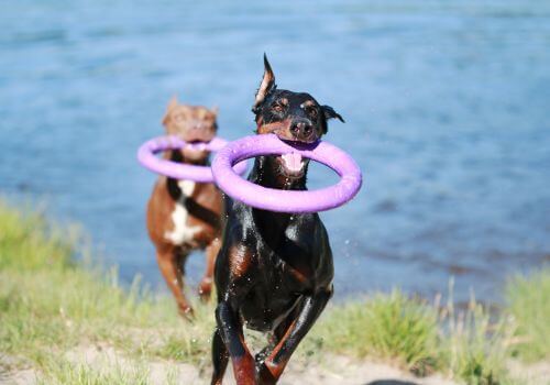 Doberman and other dog playing at lake.