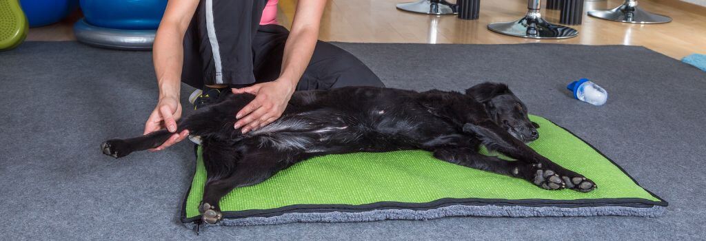 Black labrador having massage for arthritis.