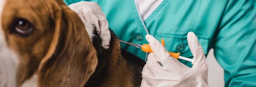 Beagle getting microchip placed by veterinarian.