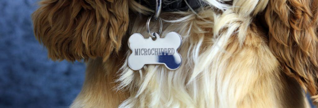 Cockapoo microchip collar tag.