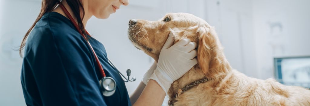 Veterinary technician loving on golden after pain medication helps pet.