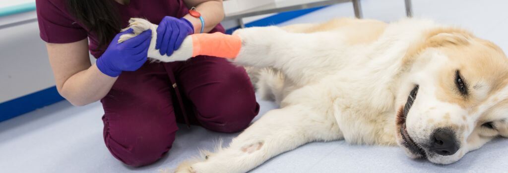 Akita mix getting leg wrapped after surgery and pain medication.