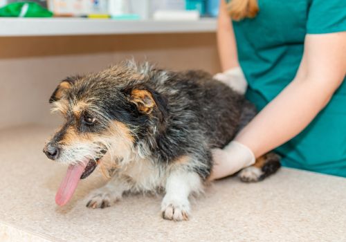 Terrier mix in chronic pain being evaluated by veterinarian.