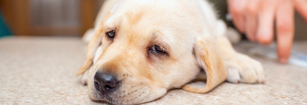 Sick Golden puppy with giardia.