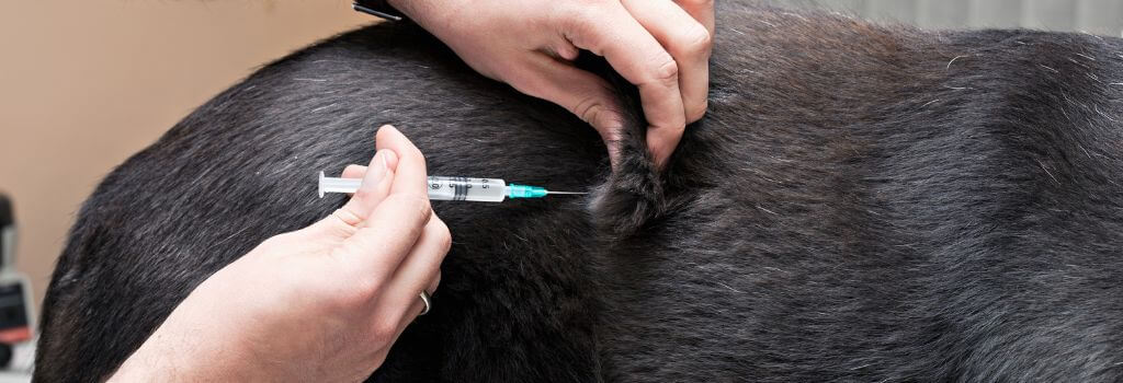 DHPP vaccine being given to black lab mix at veterinary hospital.